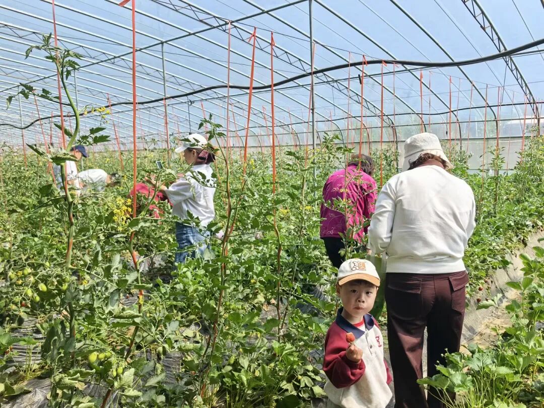 采摘挖菜 (4).jpg